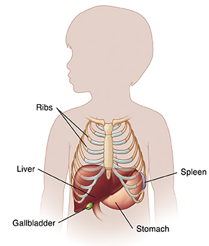 Front view of child's abdomen with liver, gallbladder, and stomach.